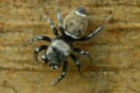 Heliophanus tribulosus