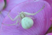 Misumena vatia