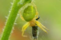 Araniella