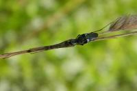 Tetragnatha nigrita