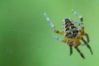 Araneus diadematus