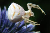 Thomisus onustus