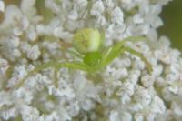 Misumena vatia