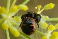 Synema globosum