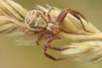 Xysticus