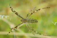 Argiope bruennichi