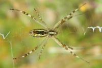 Argiope bruennichi
