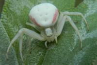 Misumena vatia