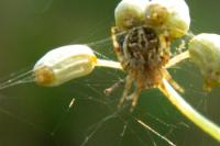 Agalenatea redii