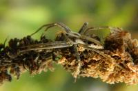 Pisaura mirabilis