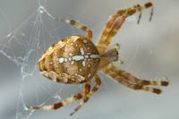 Araneus diadematus