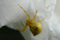 Thomisus onustus