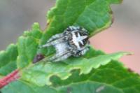 Agalenatea redii