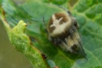 Agalenatea redii
