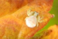 Thomisus onustus