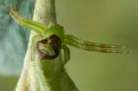 Ebrechtella tricuspidata