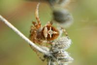 Agalenatea redii
