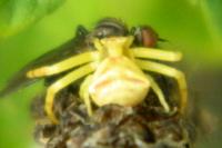 Thomisus onustus