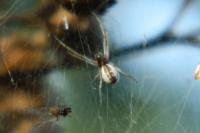 Frontinellina frutetorum