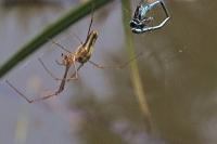 Tetragnatha extensa