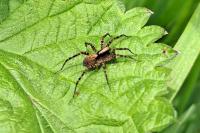 Pardosa