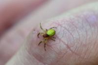 Araniella cucurbitina