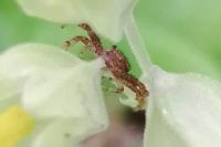 Xysticus