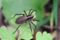 Pardosa