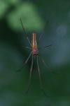 Tetragnatha extensa