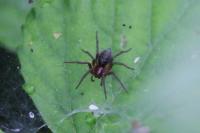 Allagelena gracilens