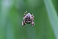 Larinioides cornutus