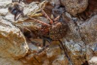 Nuctenea umbratica