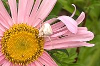 Thomisus onustus