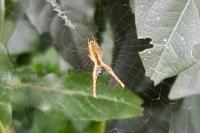 Uloborus walckenaerius