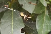 Uloborus walckenaerius