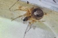 Zygiella x-notata