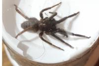 Segestria florentina