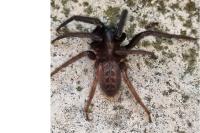 Segestria florentina