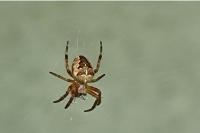 Araneus diadematus
