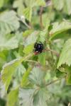 Carrhotus xanthogramma