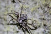 Philodromus margaritatus