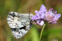 Thomisus onustus