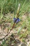 Gentiana pneumonanthe