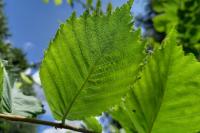 Ulmus laevis