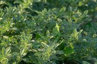 Amaranthus blitoides