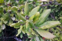 Crataegus germanica