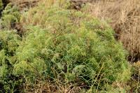 Falcaria vulgaris