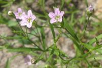 Psammophiliella muralis