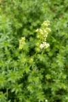 Galium album