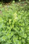 Galium album